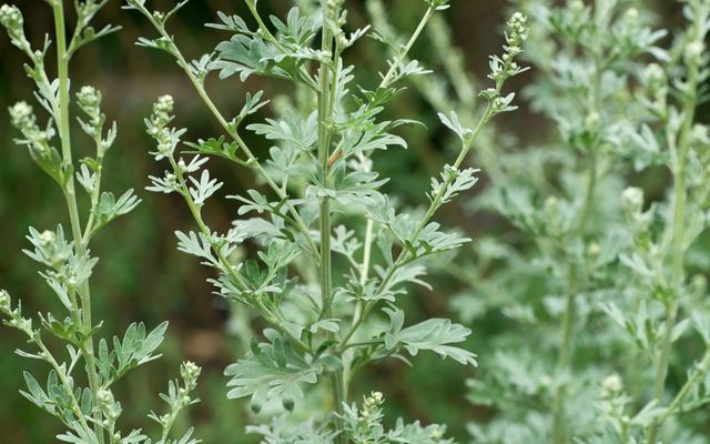 艾蒿（菊科蒿属）。图/IC photo