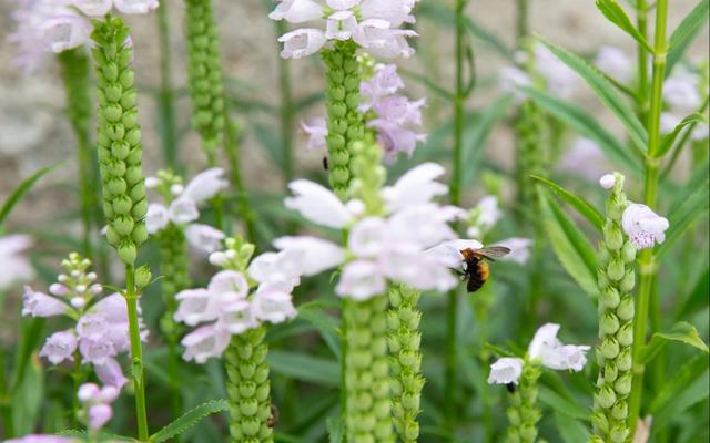 蜜蜂在花丛中采集花粉。（资料图）