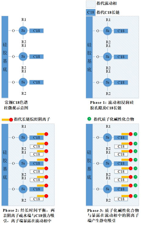 图1 离子对试剂增加质子化碱性化合物保留因子的机理