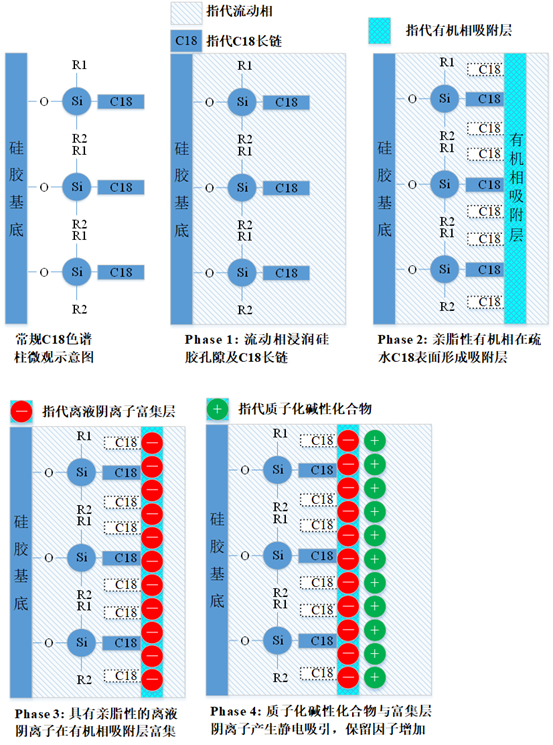 图2 离液阴离子增加质子化碱性化合物保留因子可能的机理
