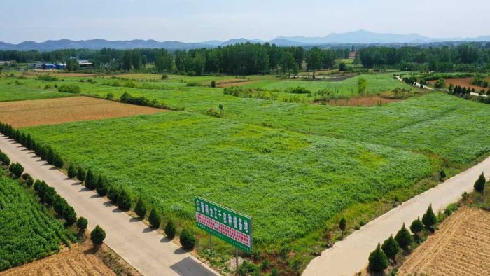 黄岗镇刘庄村艾草种植基地。牛靖童摄