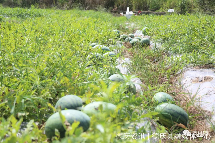 △ 以上3图来源 德庆发布