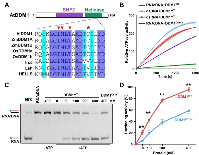图3  DDM1解除RNA:DNA杂合链