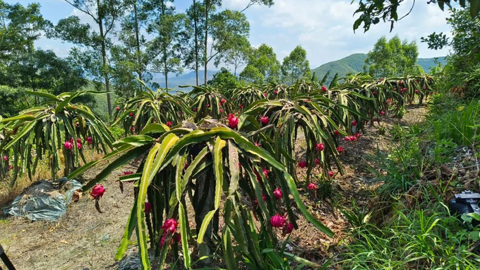 △ 以上2图来源 高要发布