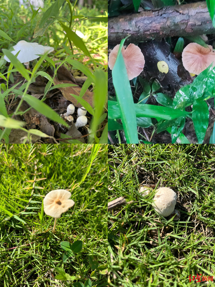 ▲青龙湖湿地公园树林里找到的菌，环柄菇类、马勃、雪白鬼伞以及丝盖伞类