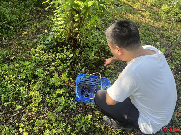 ▲“捡菌人”正在挖菌