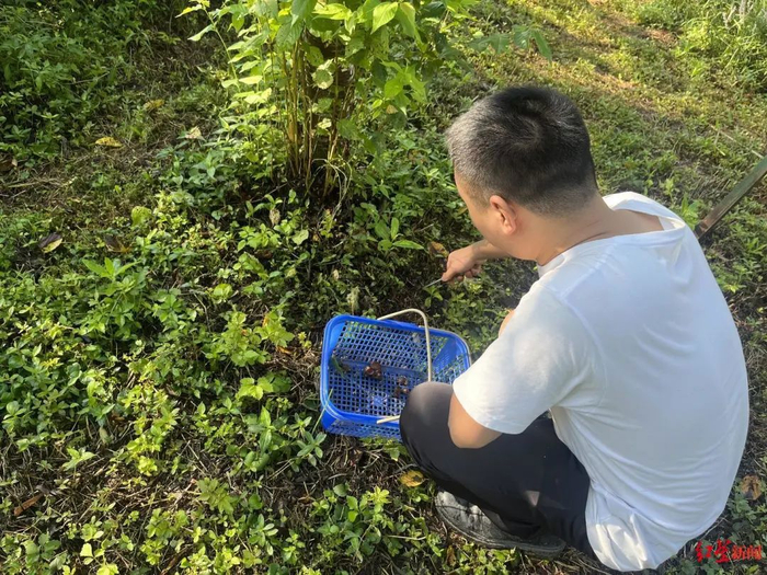 ▲“捡菌人”正在挖菌