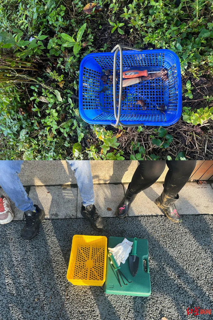 ▲“捡菌人”的工具