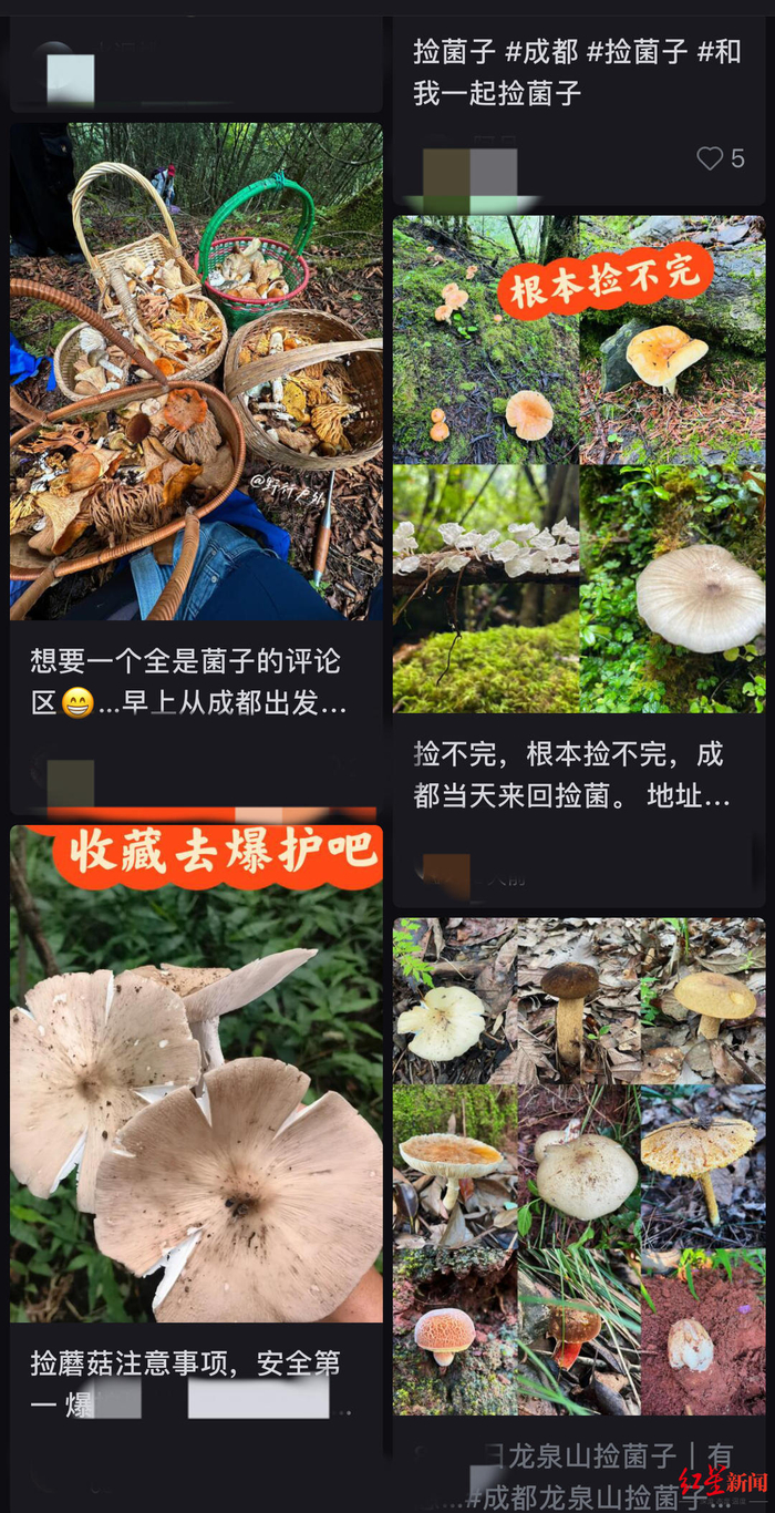 ▲网络上，“捡菌人”分享的捡菌攻略