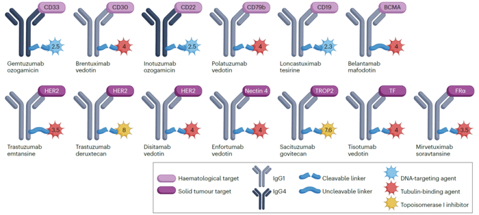 图2. 经批准的ADC的主要特性。