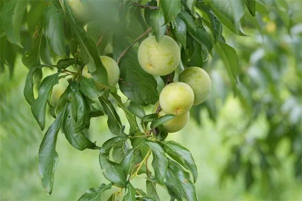 （图片来源：新华网）