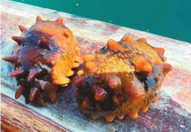         优质的生长海域为庄河海参的品质奠定了坚实基础。