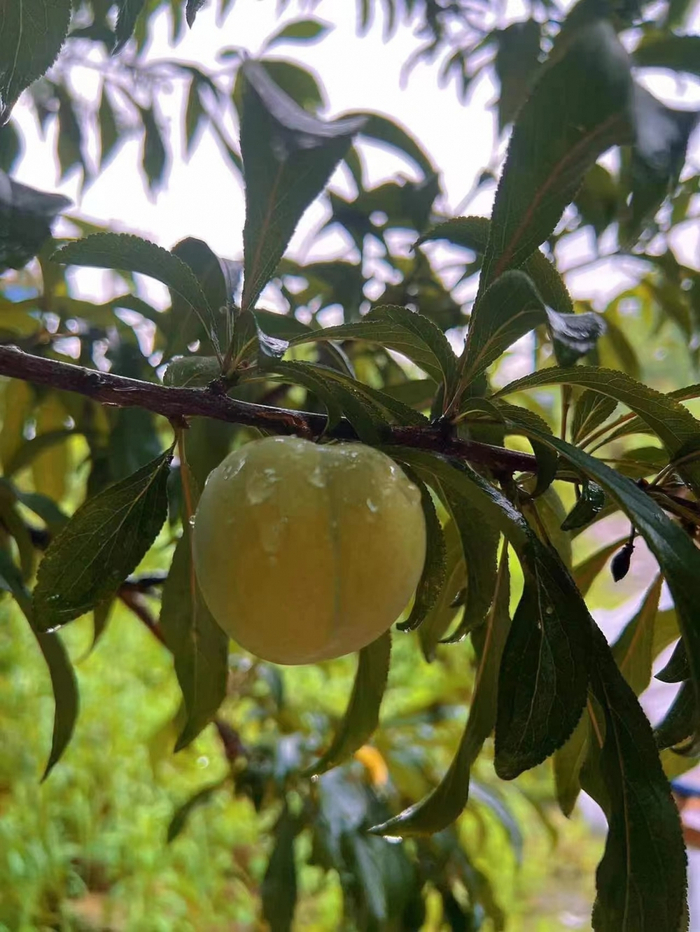 （图片来源：上游新闻）