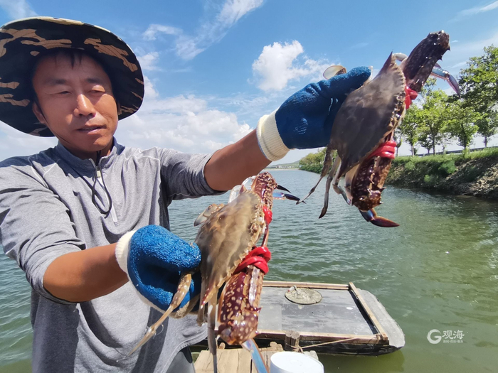 滕征余展示刚刚上岸的大螃蟹。