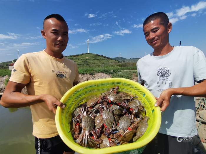 刘波（左）和姚长河把刚捕捞的梭子蟹装筐。
