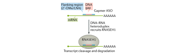 图3.基于空间位阻的ASO作用机制