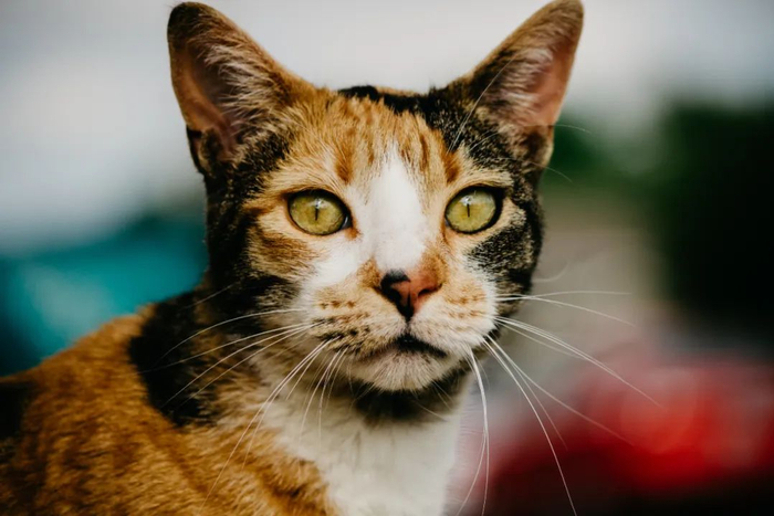 ▲三花猫。图片来源：Unsplash