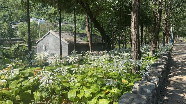 8月30日，桃园村路边鲜花盛开。受访者供图