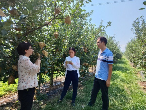 三门峡市气象局直通式气象服务为早熟苹果保驾护航。（图源河南省气象局）