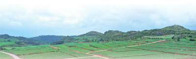 陆良县芳华镇板田村玉米种植基地，田间阡陌纵横。本版图片均为王勇摄（人民视觉）