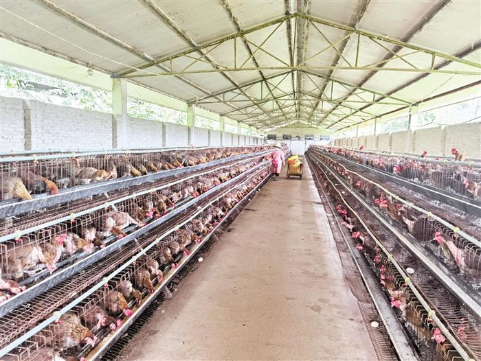     香炉山鸡种鸡舍。 贵州日报天眼新闻记者 陈丹 摄