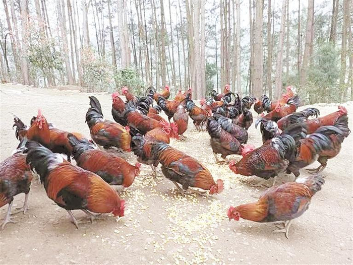     林中饲养的香炉山鸡。 （凯里市农业农村局供图）