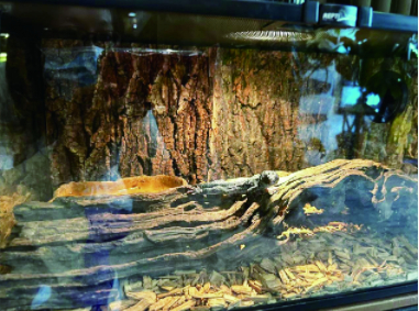 图为宠物市场销售的异宠。 戴蕾蕾 摄