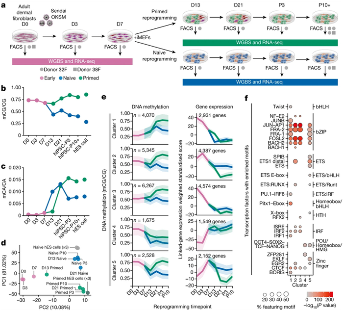 图片来自Nature, 2023, doi:10.1038/s41586-023-06424-7。