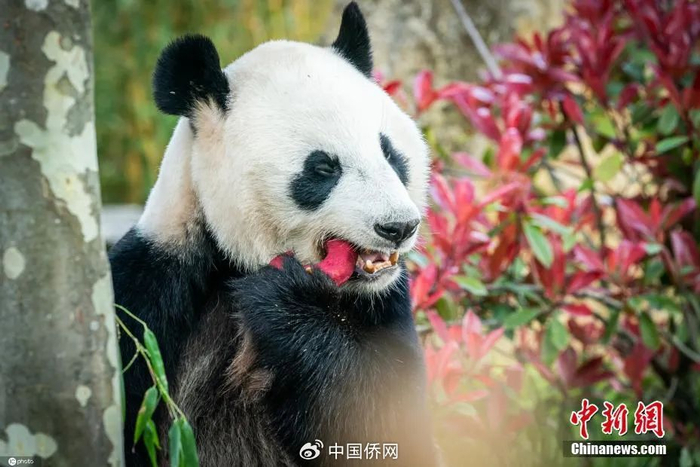 图为旅荷大熊猫“梵星”。来源：中新网