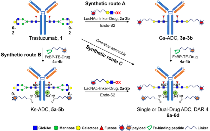 图11. 双载荷ADC构建路线的优化