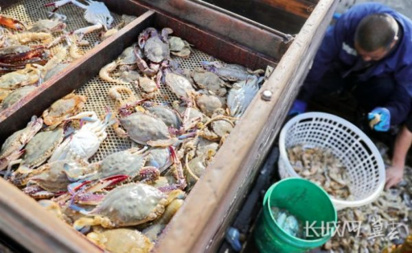 9月1日下午，在秦皇岛市海港区卸粮口渔港，渔民正在整理海产品。通讯员曹建雄摄