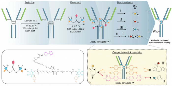 图5. diBrPD衍生物由于单/双载荷ADC的构建