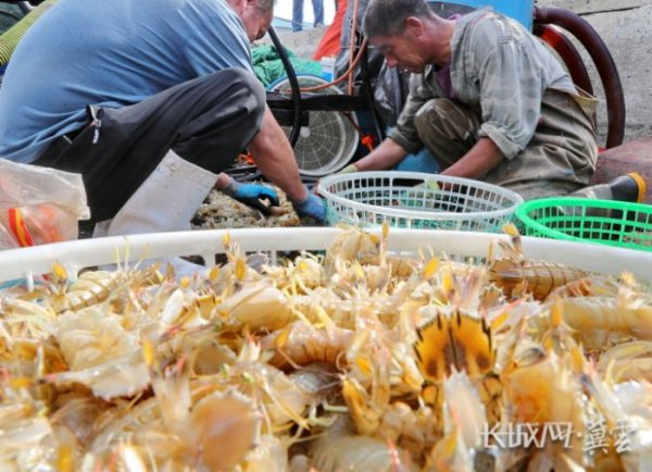 9月1日下午，在秦皇岛市海港区卸粮口渔港，渔民正在整理海产品。通讯员曹建雄摄