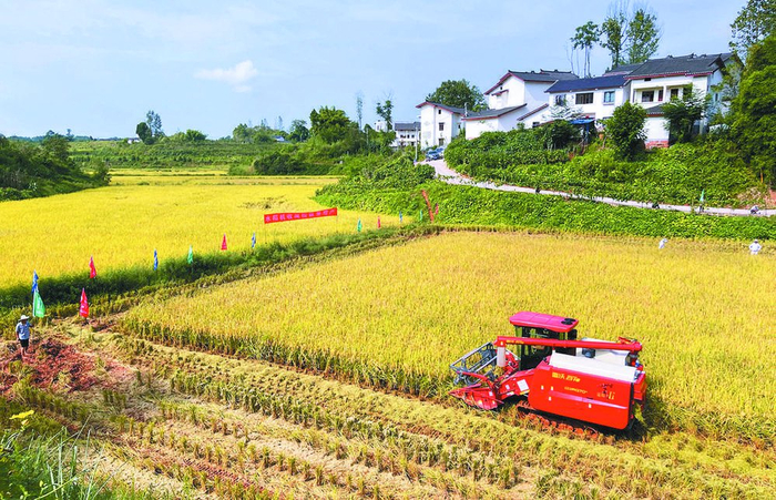     丰收新图景——机械化收割