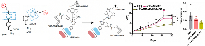 图9. 基于UAA-p/mTAF构建双载荷ADC类似物及其抗肿瘤活性的研究