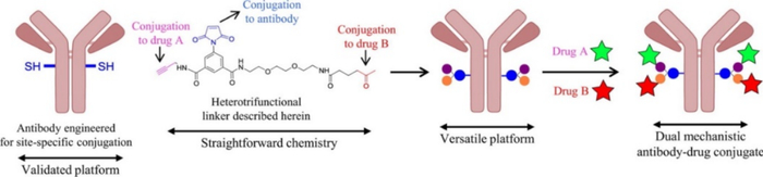 图2. 利用支链Linker构建双载荷ADC