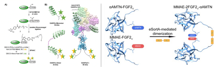 图14. 酶辅助偶联方法构建双载荷ADC类似物