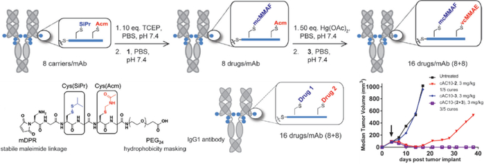 图1. 双载荷ADC的构建及其抗肿瘤活性评价