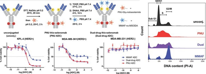 图6. 利用Cys和Se-Cys构建双载荷ADC及其活性、机制的研究