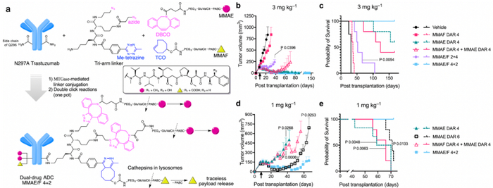 图13. 利用三臂Linker构建双载荷ADC及其活性评价