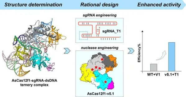 图：AsCas12f1核酸酶分子结构与工程进化