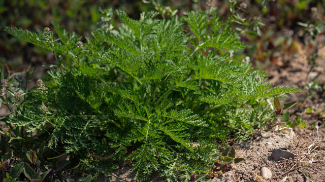 ▲黄花蒿。图据图虫创意