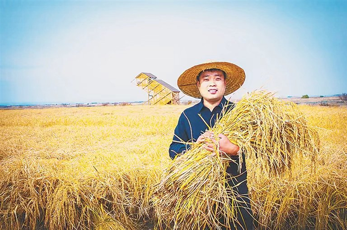 石板大米种植基地收获了