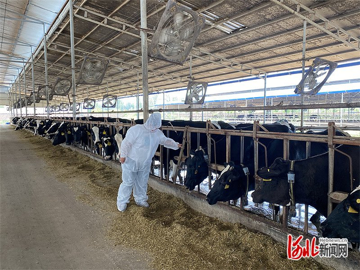 9月1日下午，高阳县东升奶牛农民专业合作社，大学生农业职业经理人高雅欣进行牛棚巡视。 河北日报记者 常方圆摄
