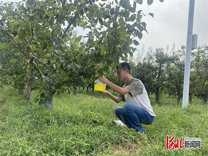 9月1日下午，河北天丰农业集团有限公司梨园内，大学生农业职业经理人艾树康查看果树病虫害监测罐。河北日报记者 常方圆摄