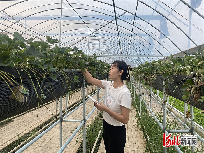 8月31日下午，顺平县富硒产业园区育苗棚，大学生农业职业经理人刘紫俊查看草莓母苗情况。河北日报记者 常方圆摄