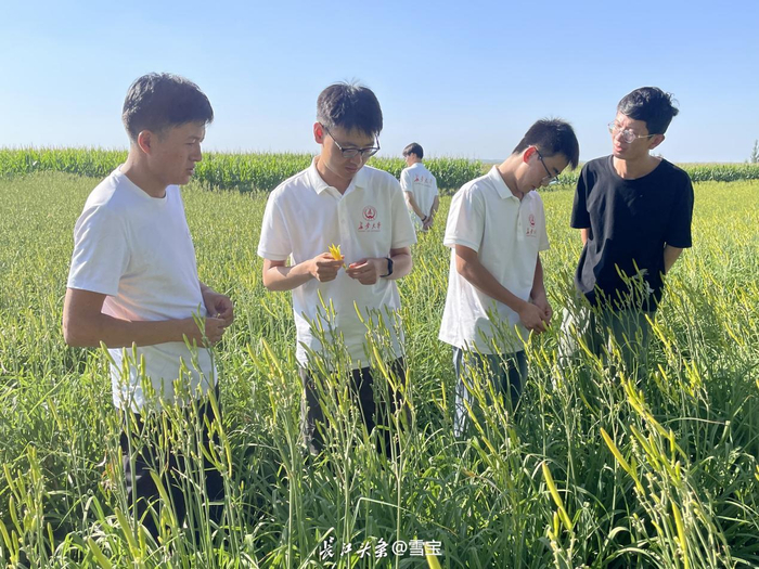 ▲长安大学实践队在宁夏回族自治区吴忠市红寺堡区开展暑期社会实践。长江头条用户@雪宝 供图