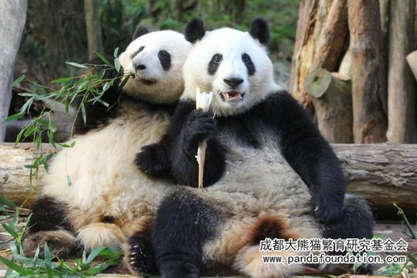 △左“和花” 右“和叶”姐弟情深