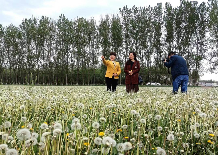 宋集镇蒲公英小镇成“网红”打卡地。  田春雨摄
