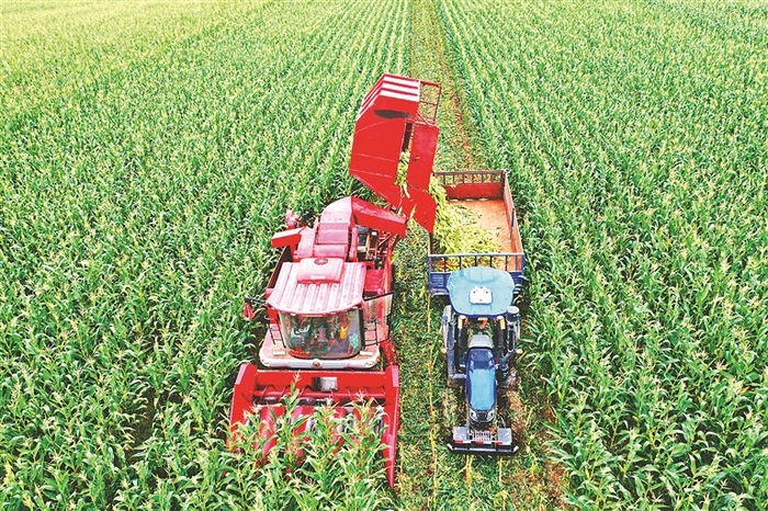 机械作业，收获玉米。